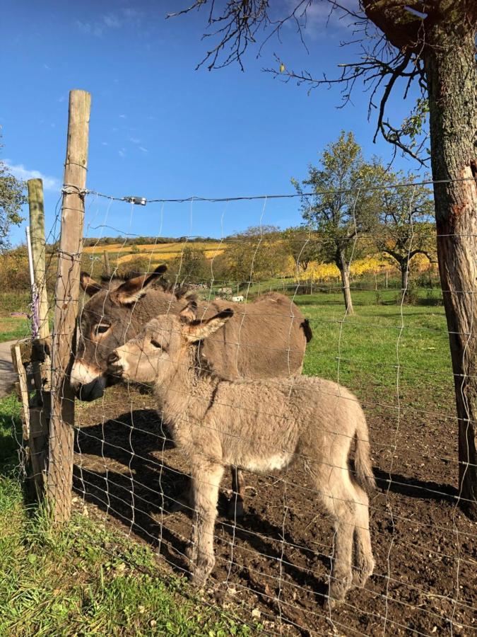 Chez Le Vigneron Leilighet Westhalten Eksteriør bilde